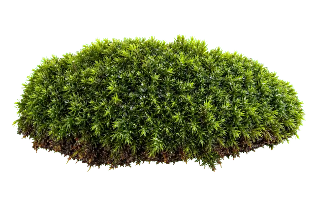 Moss Cushion motif