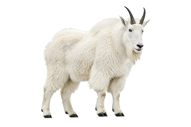Mountain Goat motif