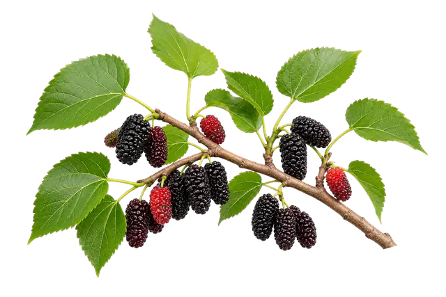 Mulberry Branch motif
