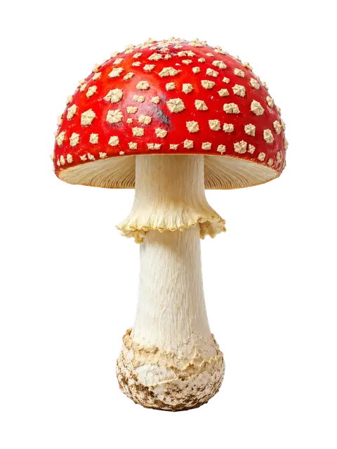 Fly Agaric Mushroom motif