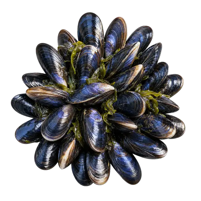 Mussel motif