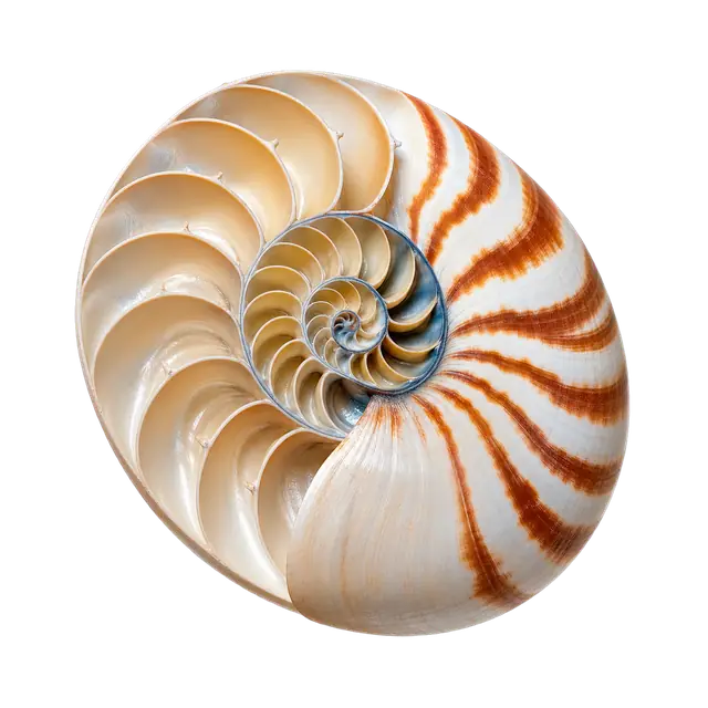 Nautilus motif