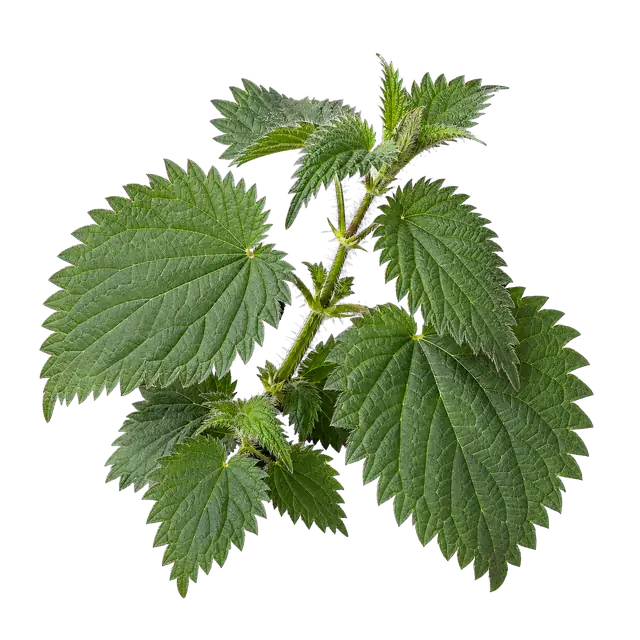 Nettle motif