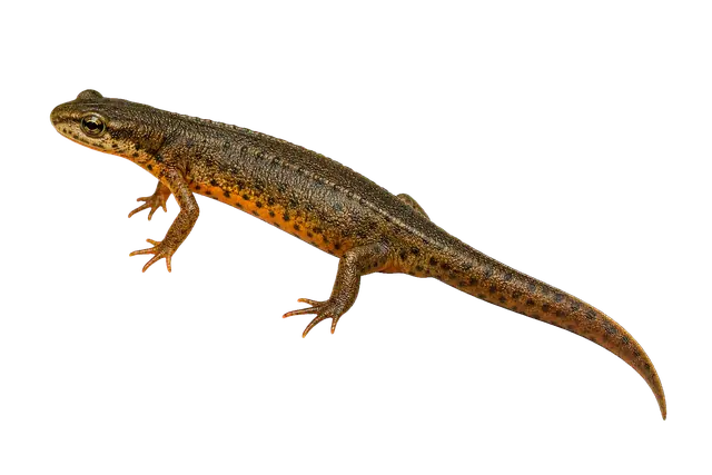 Newt motif