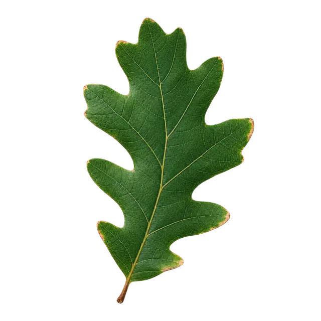 Oak Leaf motif