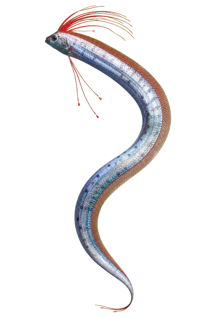 Oarfish Ribbon motif