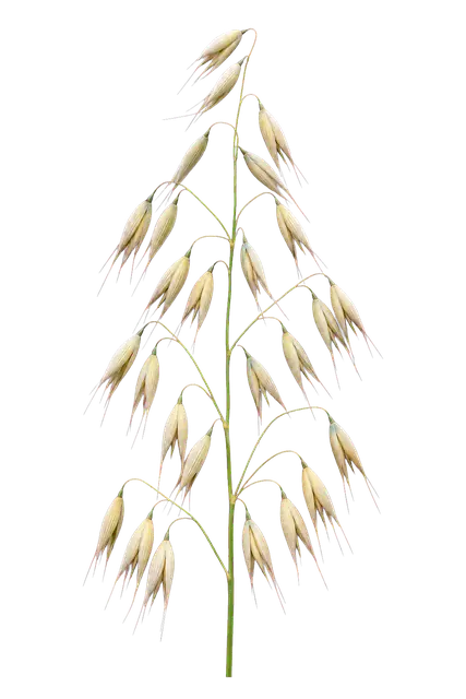 Oat Panicle motif