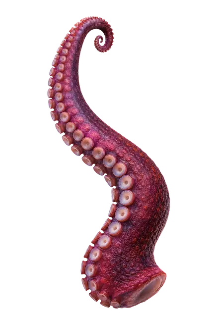 Octopus motif