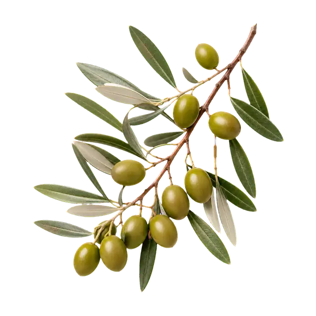 Olive motif