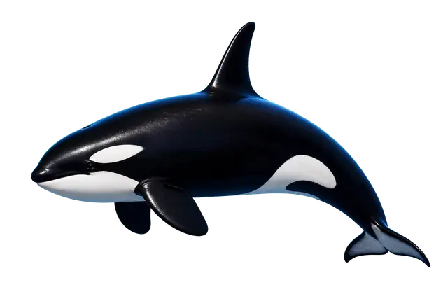 Orca motif