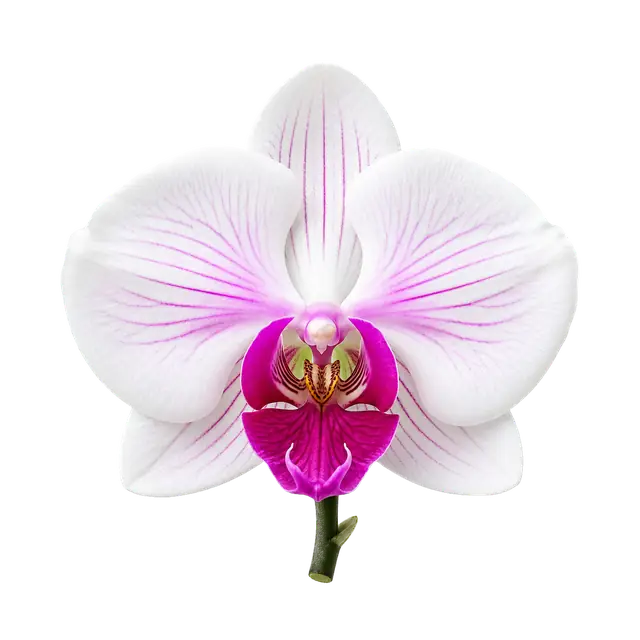 White and Magenta Orchid motif