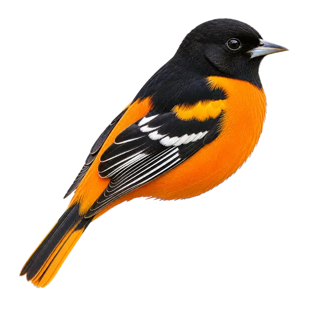 Oriole Plumage motif