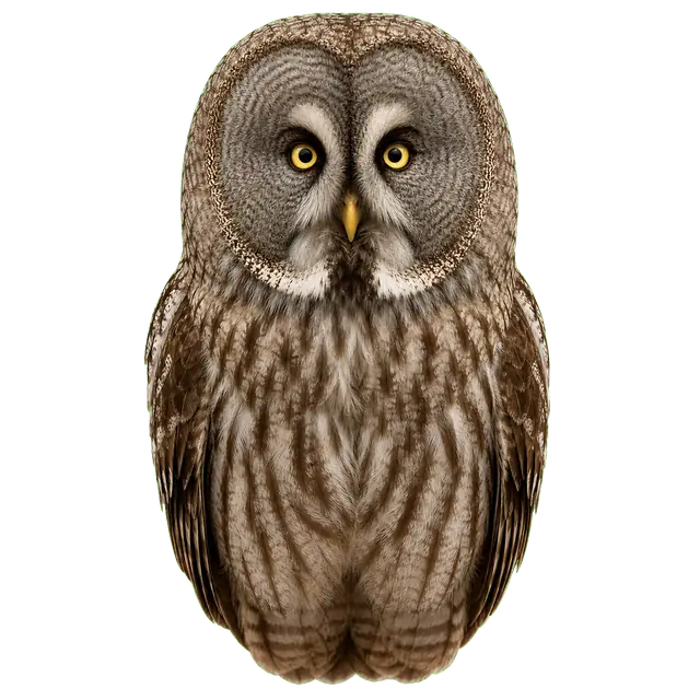Owl motif