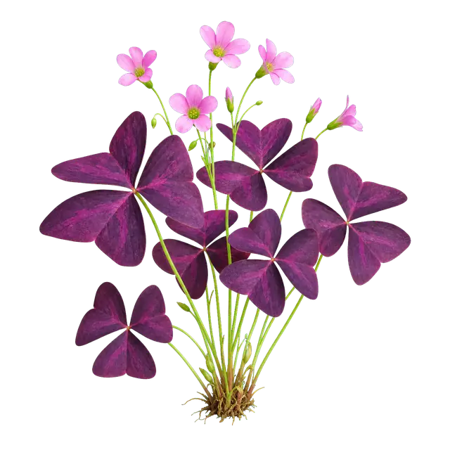 Oxalis motif