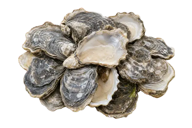 Oyster Bed motif