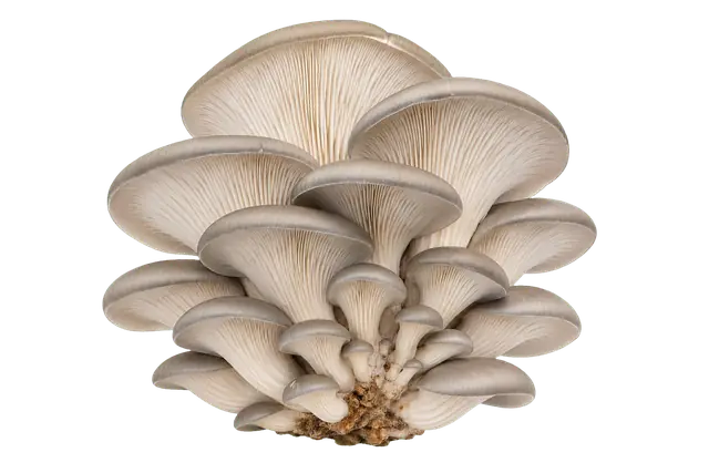 Oyster Mushroom Fan motif