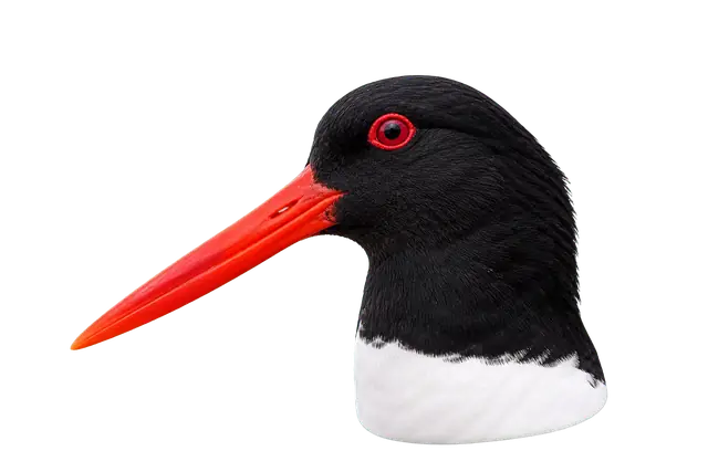 Oystercatcher Beak motif