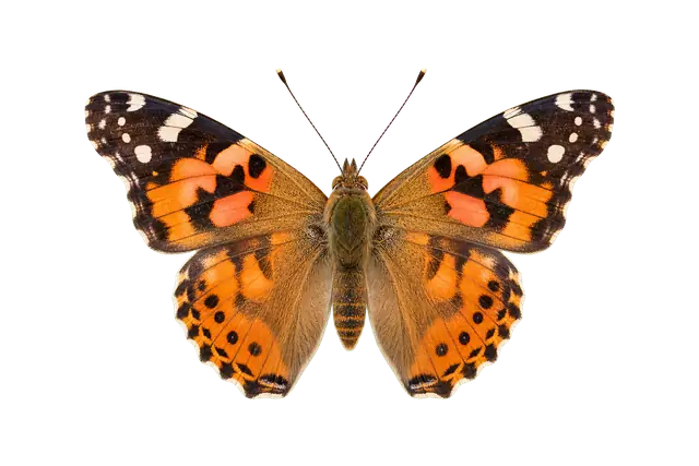 Painted Lady Butterfly motif