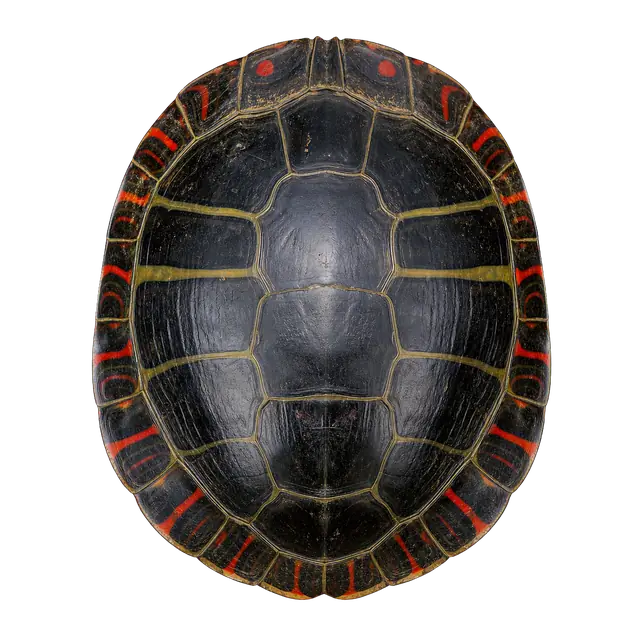 Painted Turtle motif
