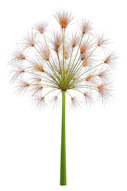 Papyrus Crown motif