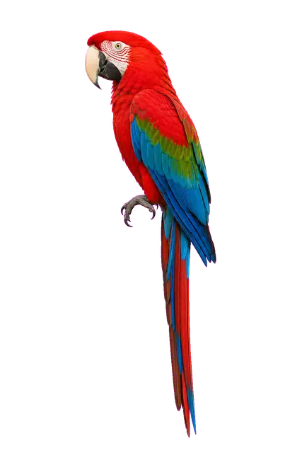 Scarlet Macaw / Parrot motif