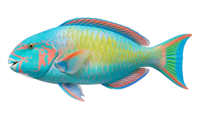 Parrotfish motif