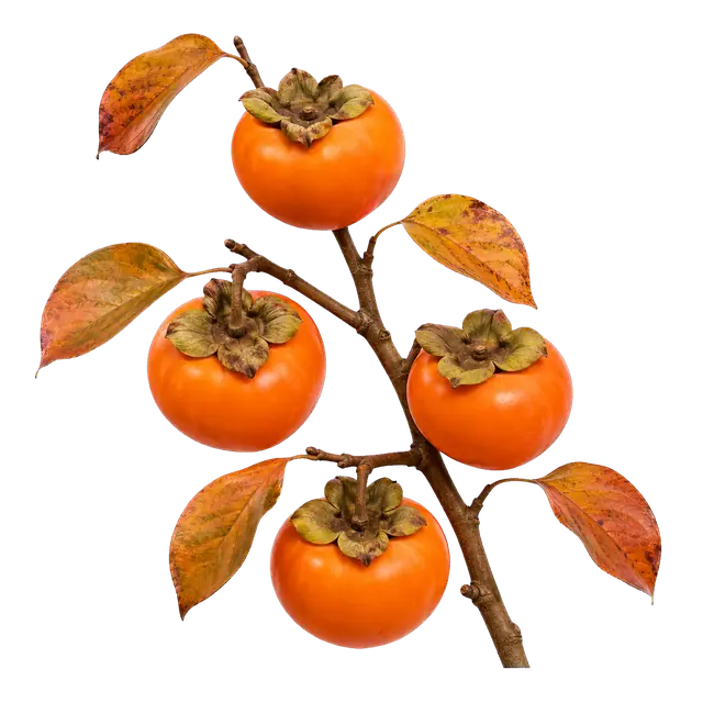 Persimmon motif