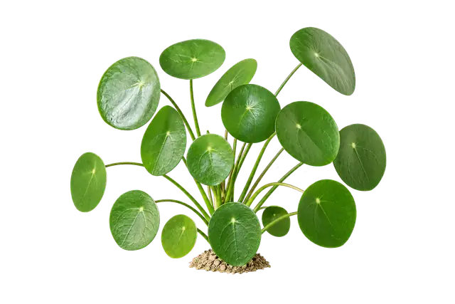 Pilea motif