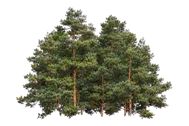 Pine Forest Canopy motif