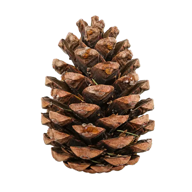 Pinecone Scales motif