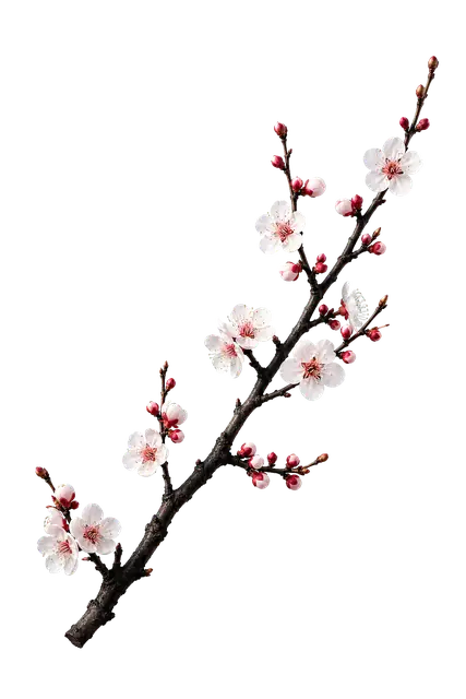Plum Blossom motif