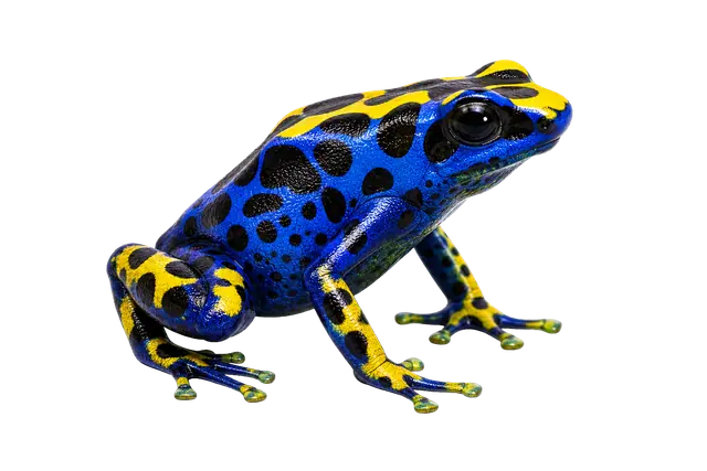 Poison Dart Frog motif