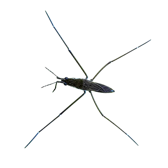 Pond Skater motif