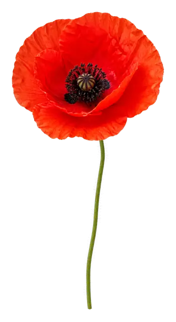 Red Poppy Bloom motif