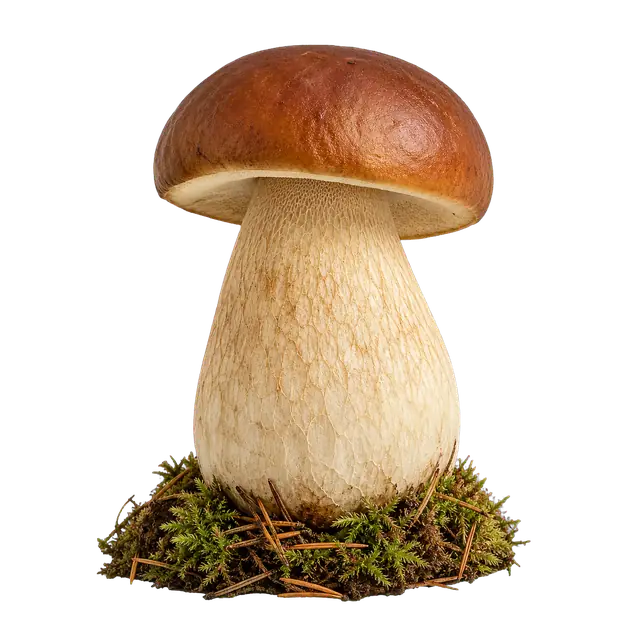 Porcini motif