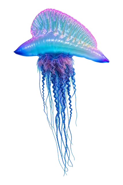 Portuguese Man of War motif