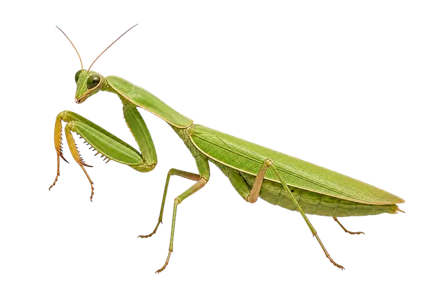 Praying Mantis motif