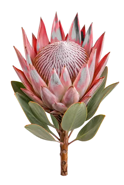 Protea Bloom motif