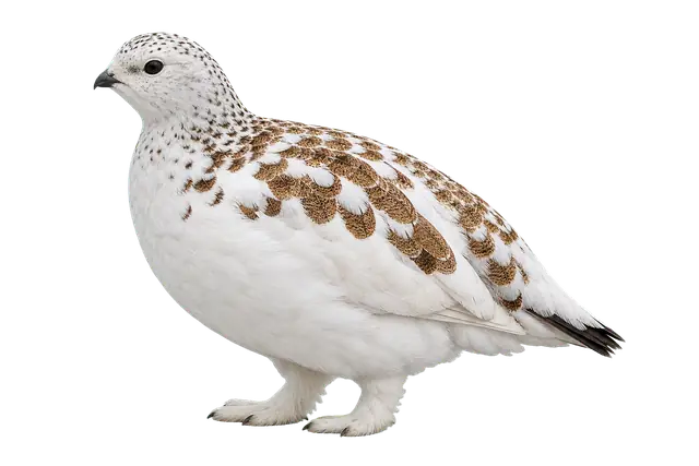 Ptarmigan motif