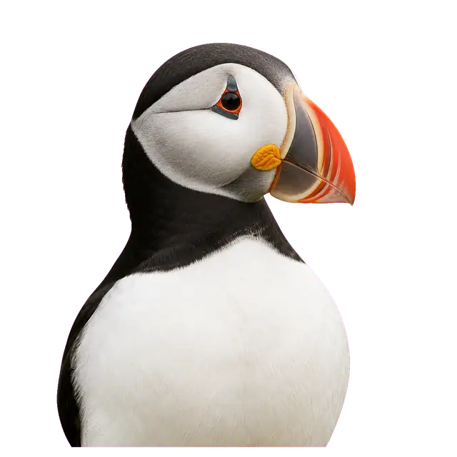 Puffin motif