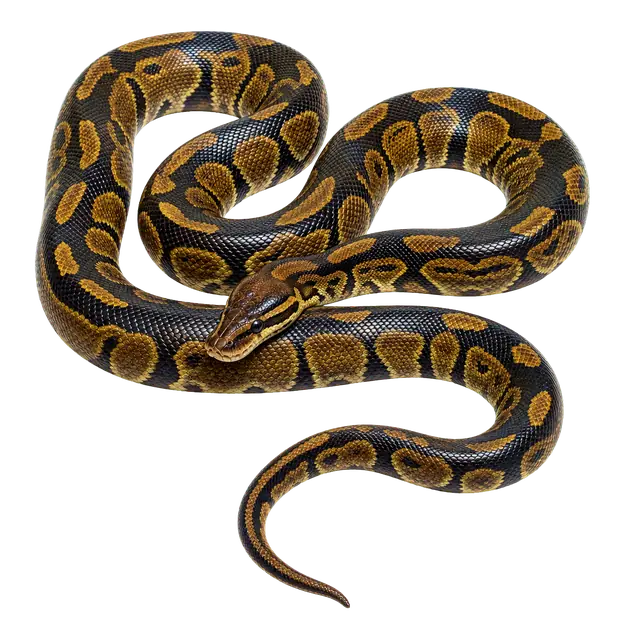 Python motif