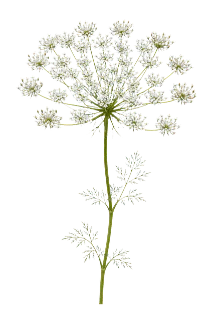 Queen Anne's Lace motif