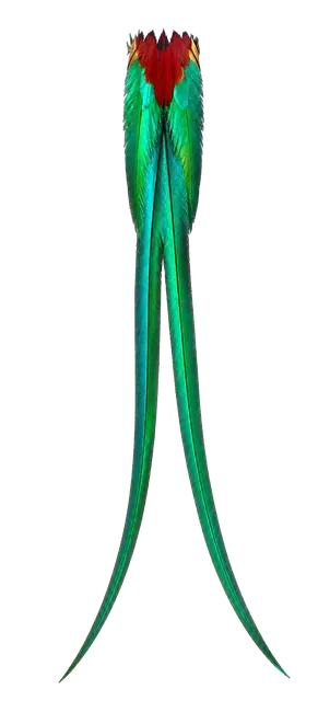 Resplendent Quetzal motif