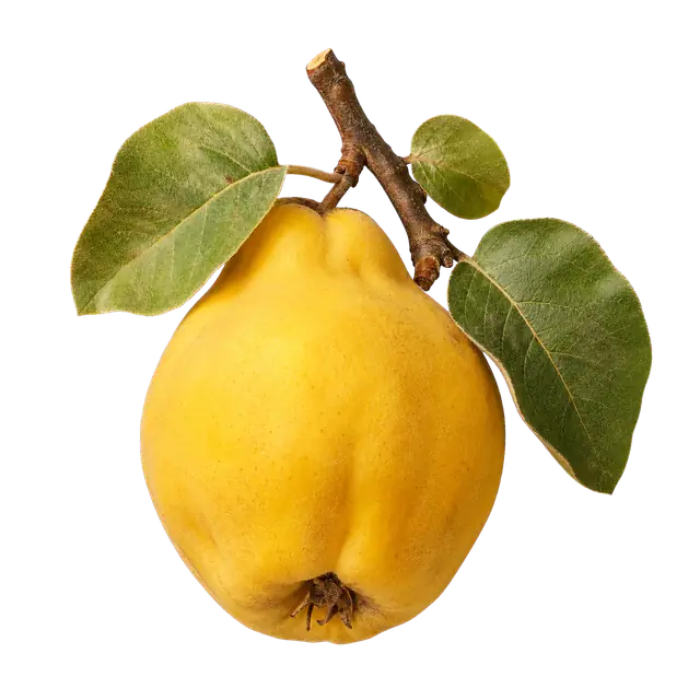 Quince Fruit motif