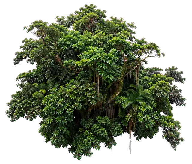 Rainforest motif