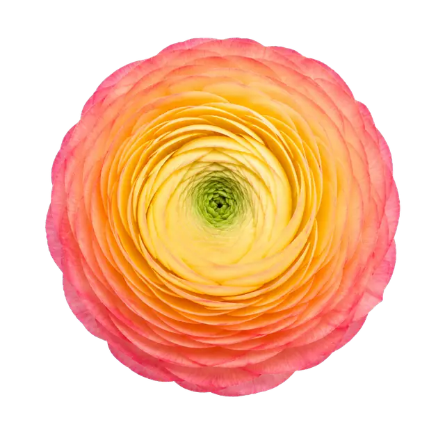 Ranunculus motif