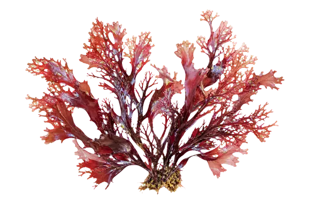 Red Algae motif
