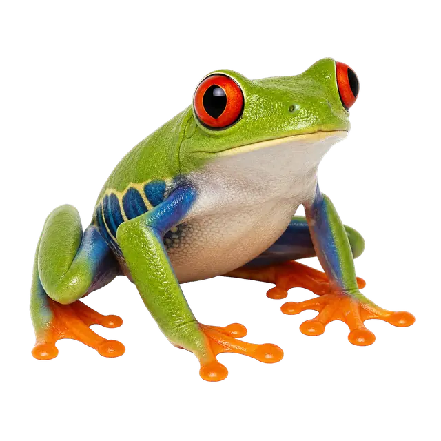 Red Eyed Tree Frog motif