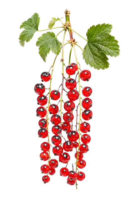 Redcurrant Strings motif