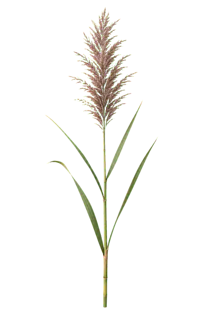 Reed Plume motif